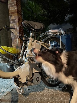 Ogu eats my bike