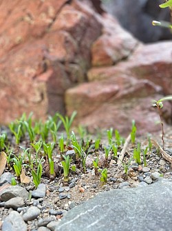 Wow! new sprouts